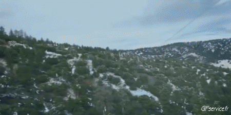 Serie 01 Cochons Sangliers Animaux Humour - Fun 