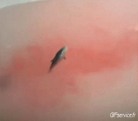 01 Fish Animals Humor -  Fun 