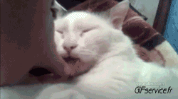 Serie 05 Chats Animaux Humour - Fun 