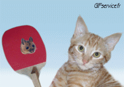 05 Gatti Animali Umorismo -  Fun 