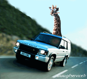 01 Giraffes Animals Humor -  Fun 