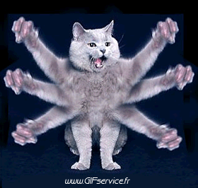 02 Katze Tiere Humor -  Fun 