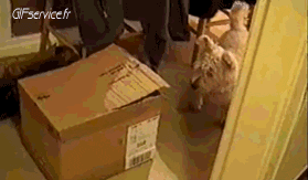 05 Gatos Animales Humor - Fun 