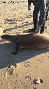 01 Seals sea ​​lion Animals Humor -  Fun 