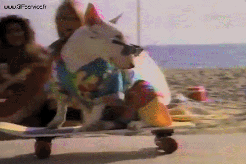 03 Perros Animales Humor - Fun 