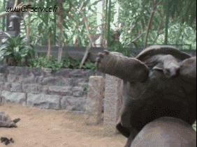 01 Schildkröten Tiere Humor -  Fun 