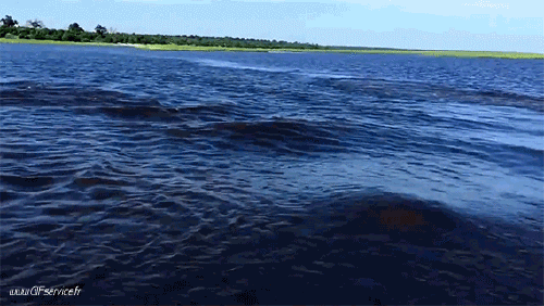 01 Ippopotami Animali Umorismo -  Fun 