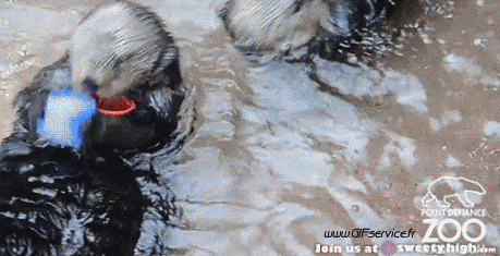 01 Otters Animals Humor -  Fun 