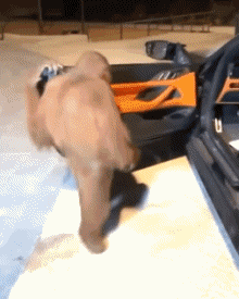 Serie 02 Singes Animaux Humour - Fun 