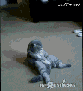 Serie 02 Chats Animaux Humour - Fun 