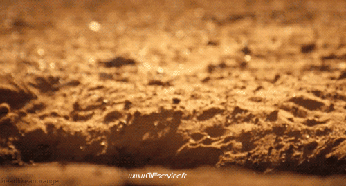 01 Suricat Animali Umorismo -  Fun 