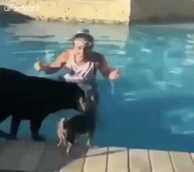 04 Hunde Tiere Humor -  Fun 