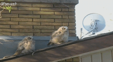 Raptor & Nocturne Birds Animals Humor -  Fun 