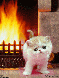 04 Gatos Animales Humor - Fun 