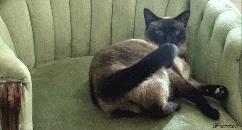 05 Gatti Animali Umorismo -  Fun 