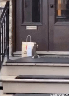 01 Ardillas Animales Humor - Fun 