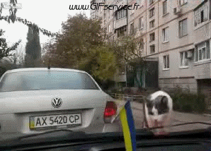 02 Gatos Animales Humor - Fun 