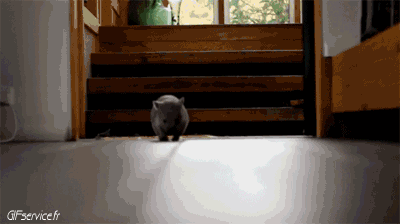 01 Wombat Animales Humor - Fun 