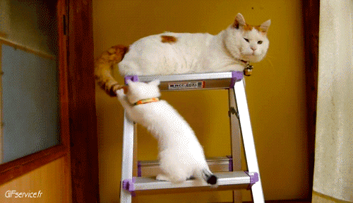 04 Gatos Animales Humor - Fun 