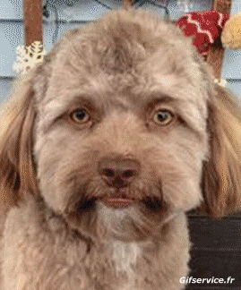 Leonardo DiCaprio-Leonardo DiCaprio People Serie 03 People - Vip Morphing - Parece Humor - Fun 