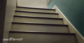 02 Perros Animales Humor - Fun 