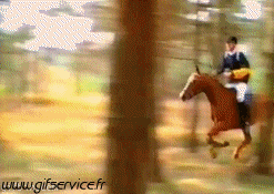 Serie 01 Chevaux Animaux Humour - Fun 