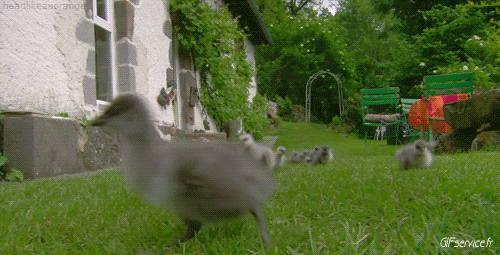 Various 02 Birds Animals Humor -  Fun 