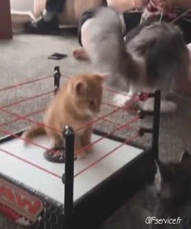 06 Gatos Animales Humor - Fun 