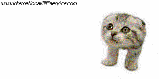 Serie 01 Chats Animaux Humour - Fun 