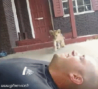 01 Lions Animals Humor -  Fun 