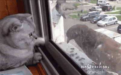 05 Gatos Animales Humor - Fun 