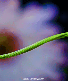 01 Insectos Animales Humor - Fun 