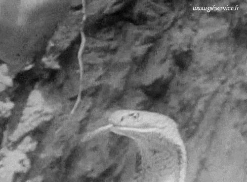 Serie 01 Serpents Animaux Humour - Fun 