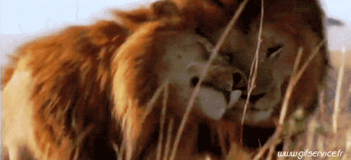 01 Lions Animals Humor -  Fun 