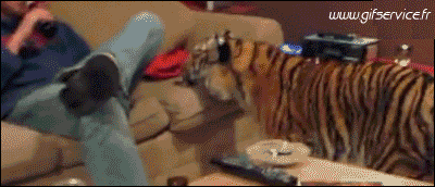 01 Tigers Animals Humor -  Fun 