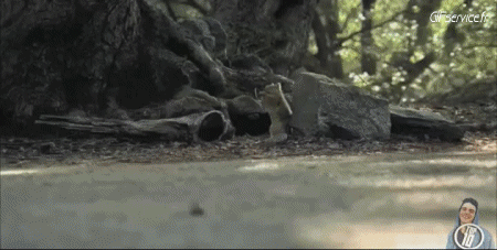 01 Eichhörnchen Tiere Humor -  Fun 