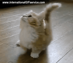 01 Gatos Animales Humor - Fun 