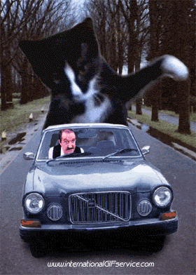 01 Gatos Animales Humor - Fun 