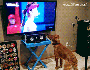 03 Hunde Tiere Humor -  Fun 