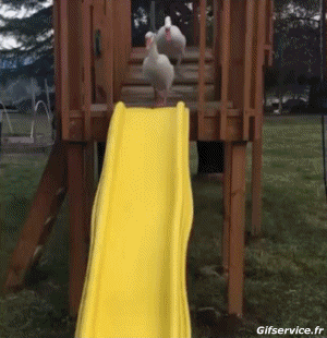 Divers 02 Oiseaux Animaux Humour - Fun 