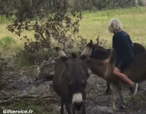 01 Donkeys Animals Humor -  Fun 