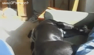 03 Hunde Tiere Humor -  Fun 