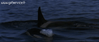 01 Killer whales Animals Humor -  Fun 