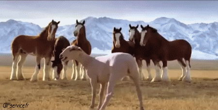 01 Oveja Animales Humor - Fun 