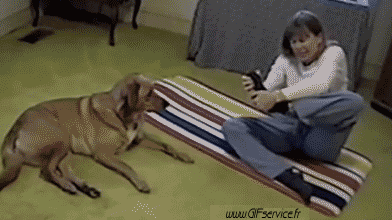 Serie 02 Chiens Animaux Humour - Fun 