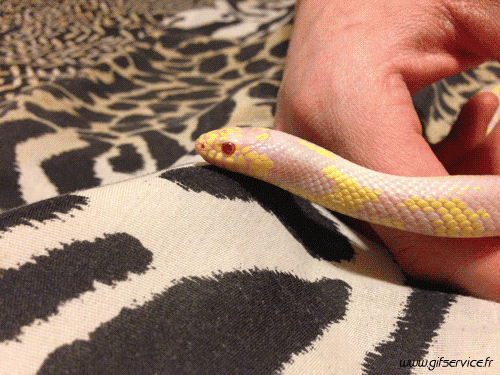 Serie 01 Serpents Animaux Humour - Fun 