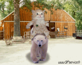 02 Cats Animals Humor -  Fun 