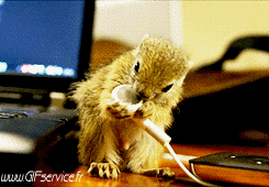 01 Ardillas Animales Humor - Fun 