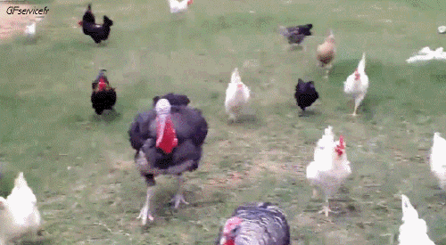 Varios Pájaros Animales Humor - Fun 