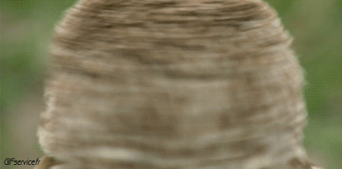 Rapaz y Nocturno Pájaros Animales Humor - Fun 